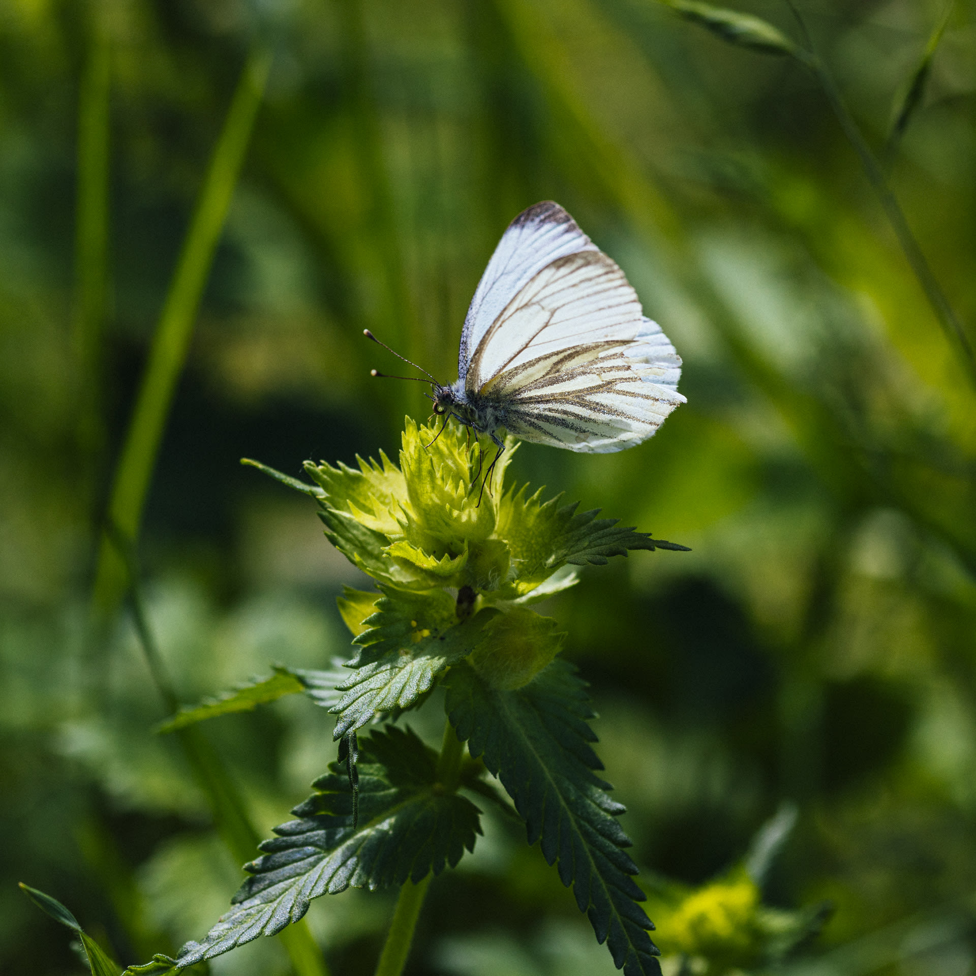 Mariposa