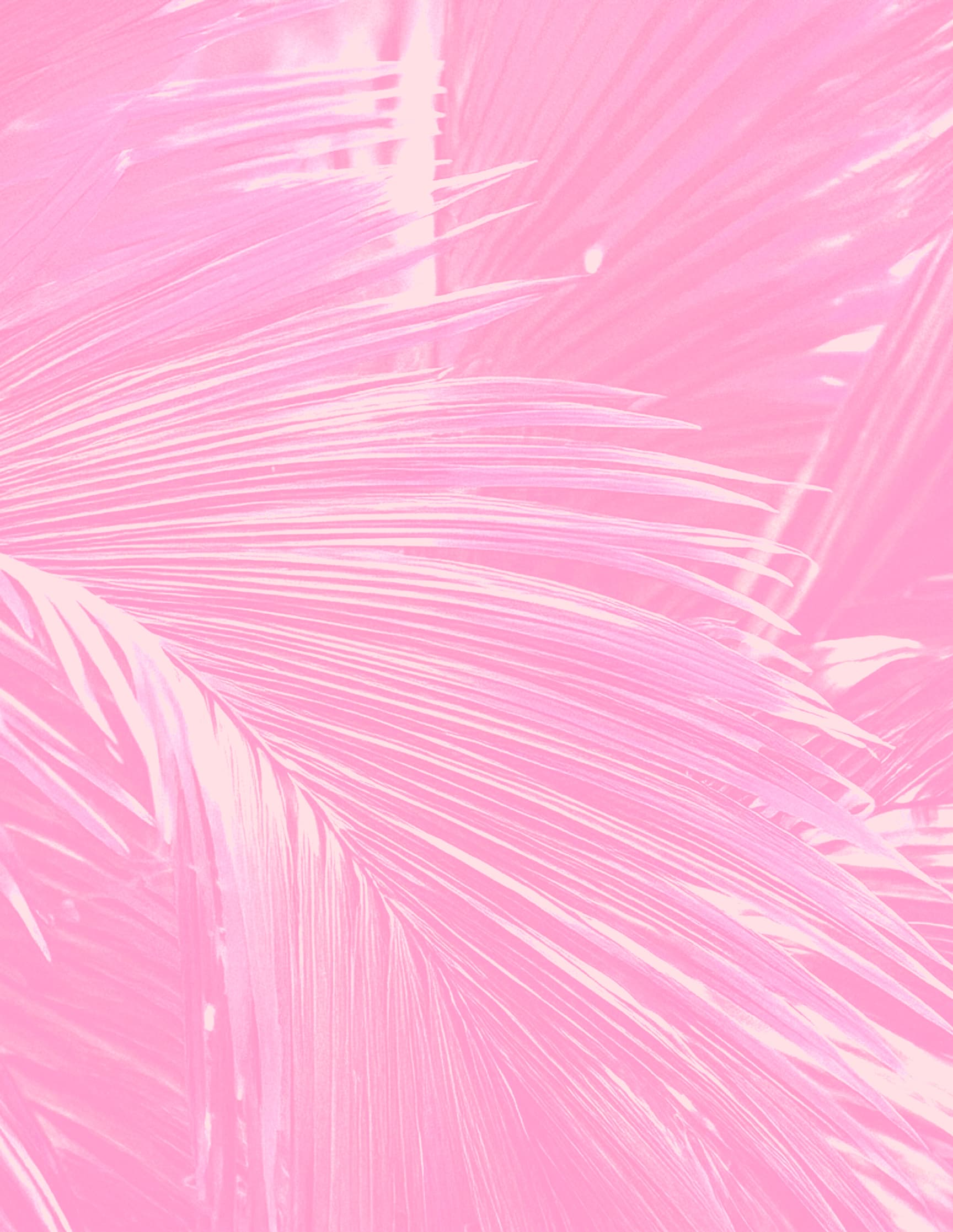Black Bay Chrono "Pink" feathers